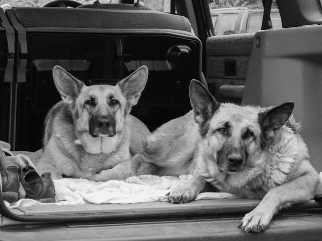 Two Dogs