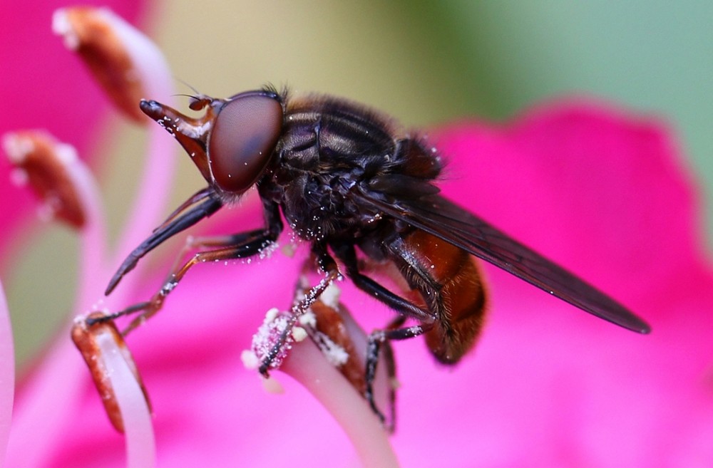 Greg Maude 1366 Rhingia campestris - Hoverfly