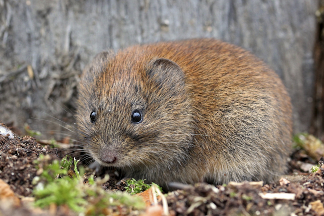 CCC-Members-2012-Bank Vole