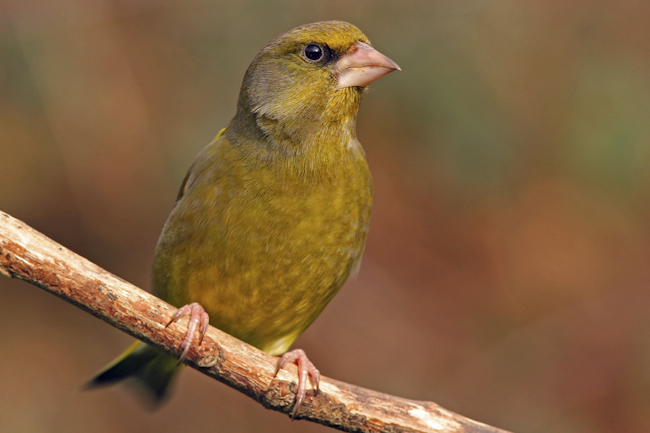 CCC-Members-2012-Green Finch