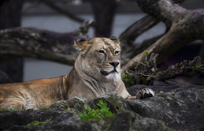 Lion