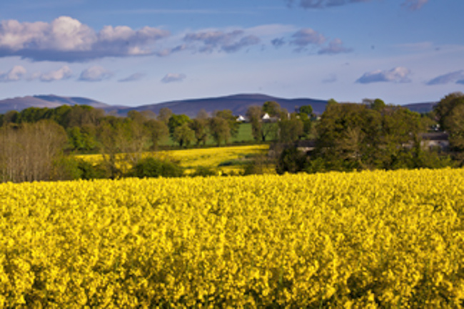 Mellow Yellow
