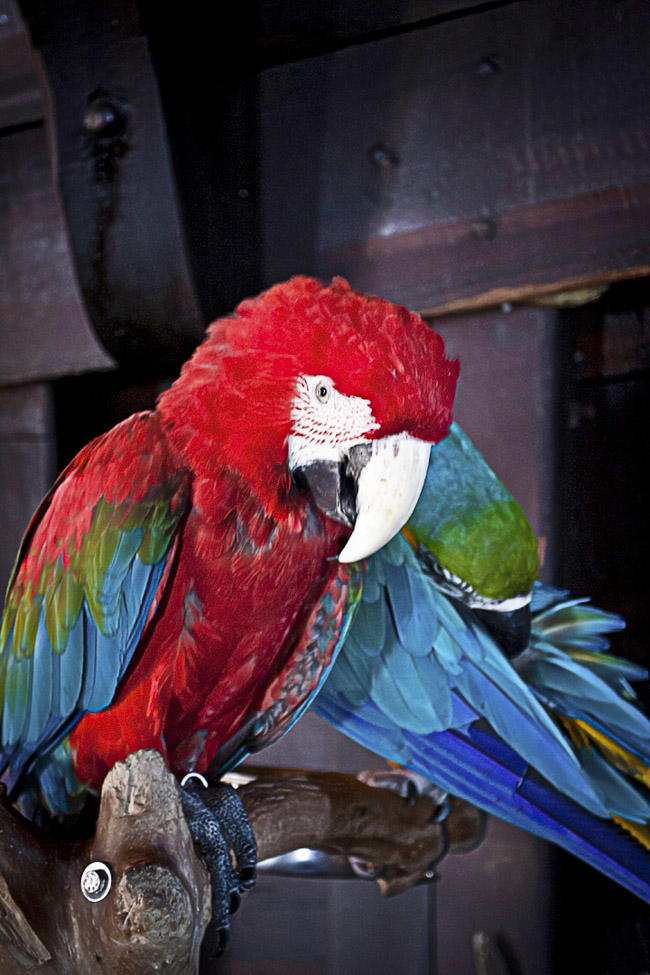 Parrot
