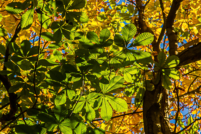 Leaves & Shadows