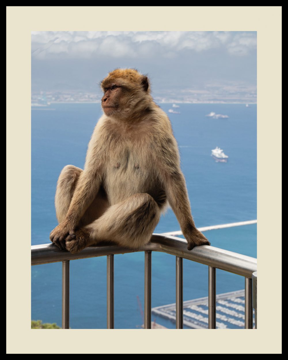 BARBARY MACAQUE