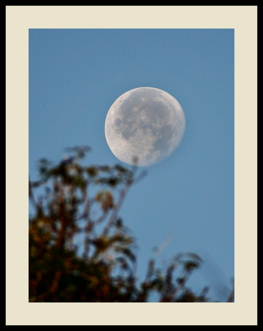 DANDELION MOON