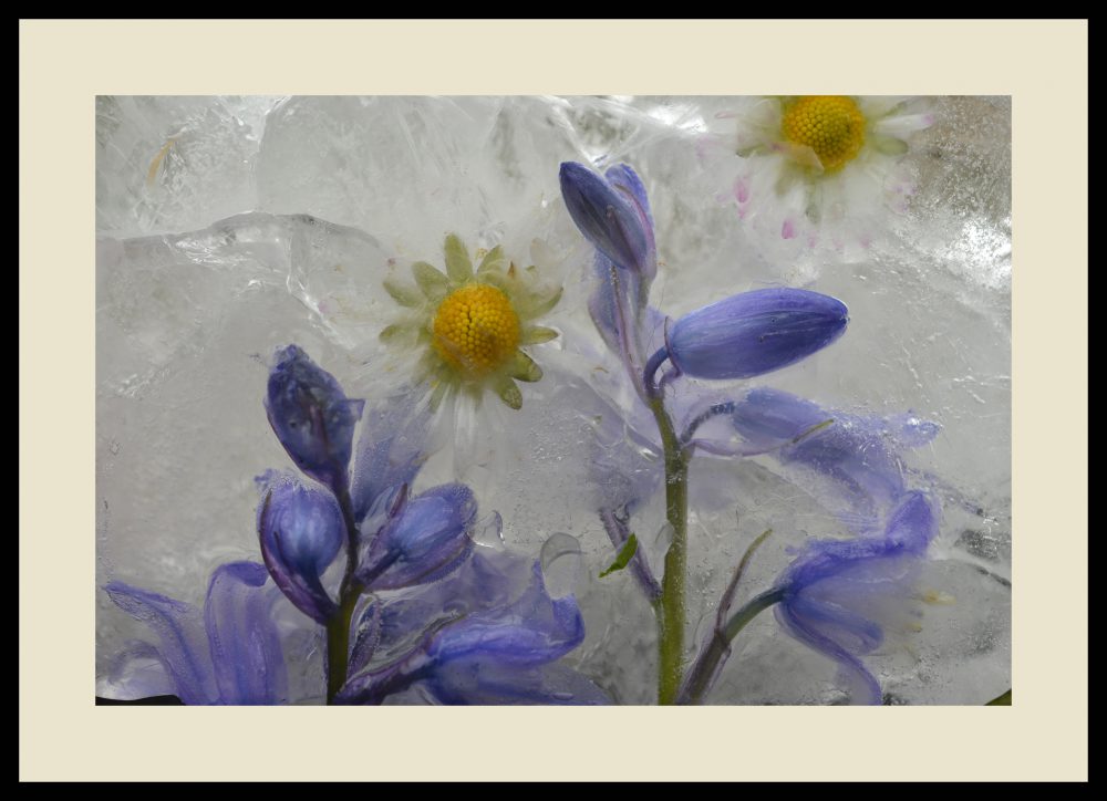 FROZEN IN TIME