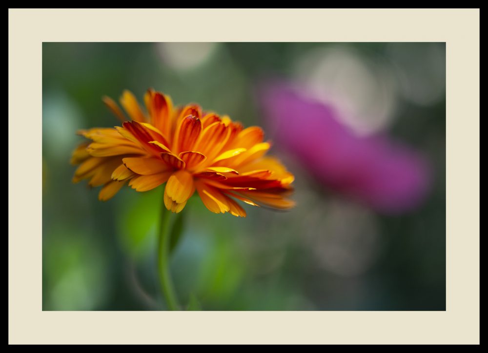 GOLDEN GLOW