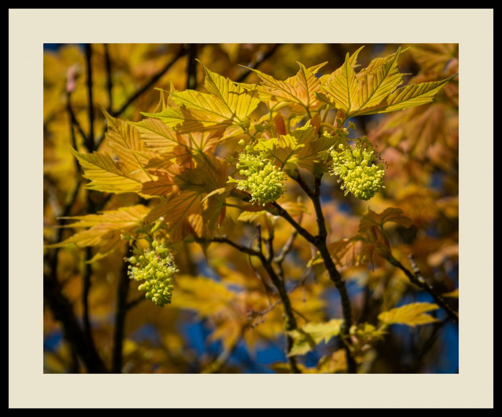 MAPLE SPRING