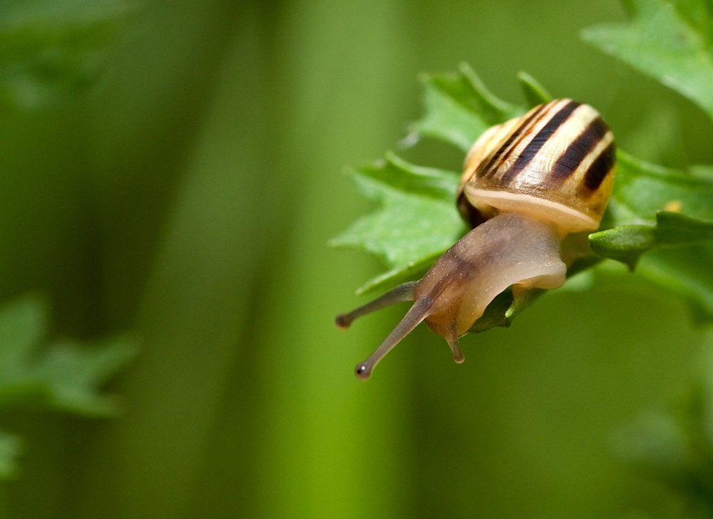 Snail