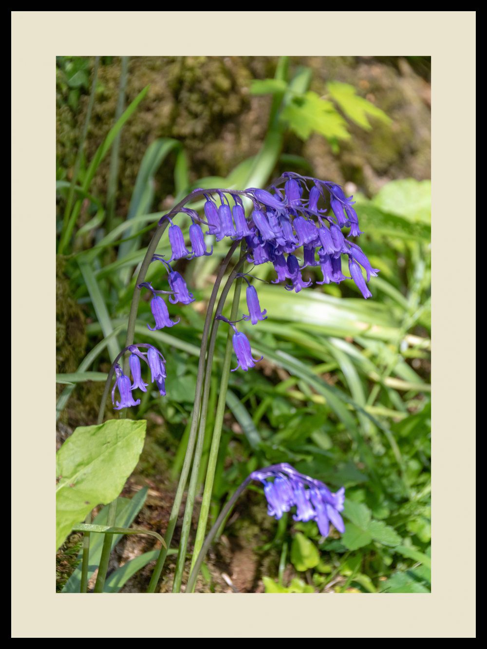 BLUEBELLS