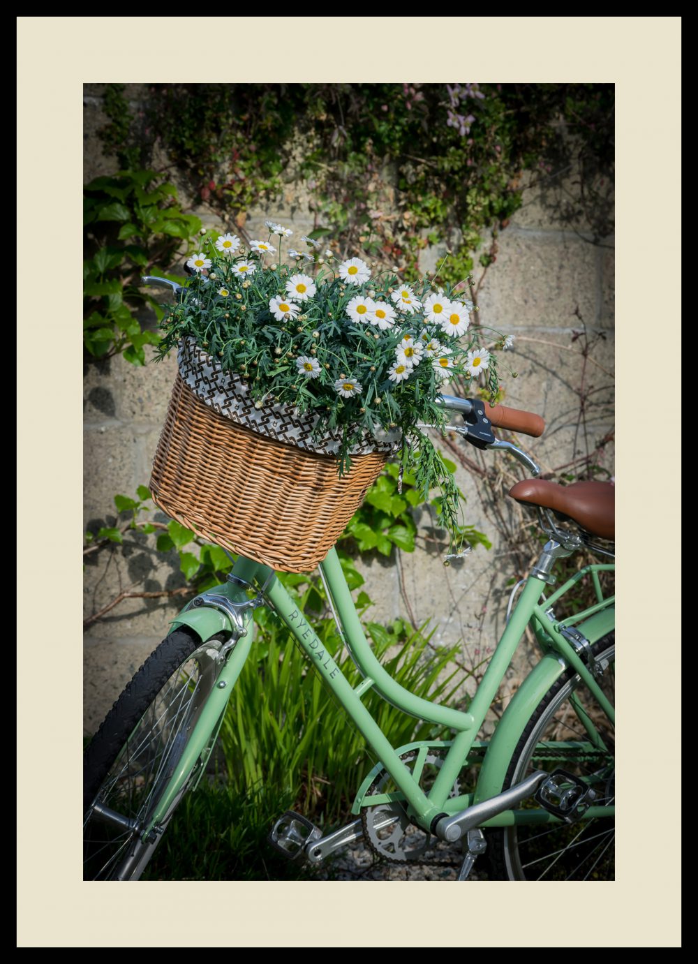 DAISIES IN ISOLATION