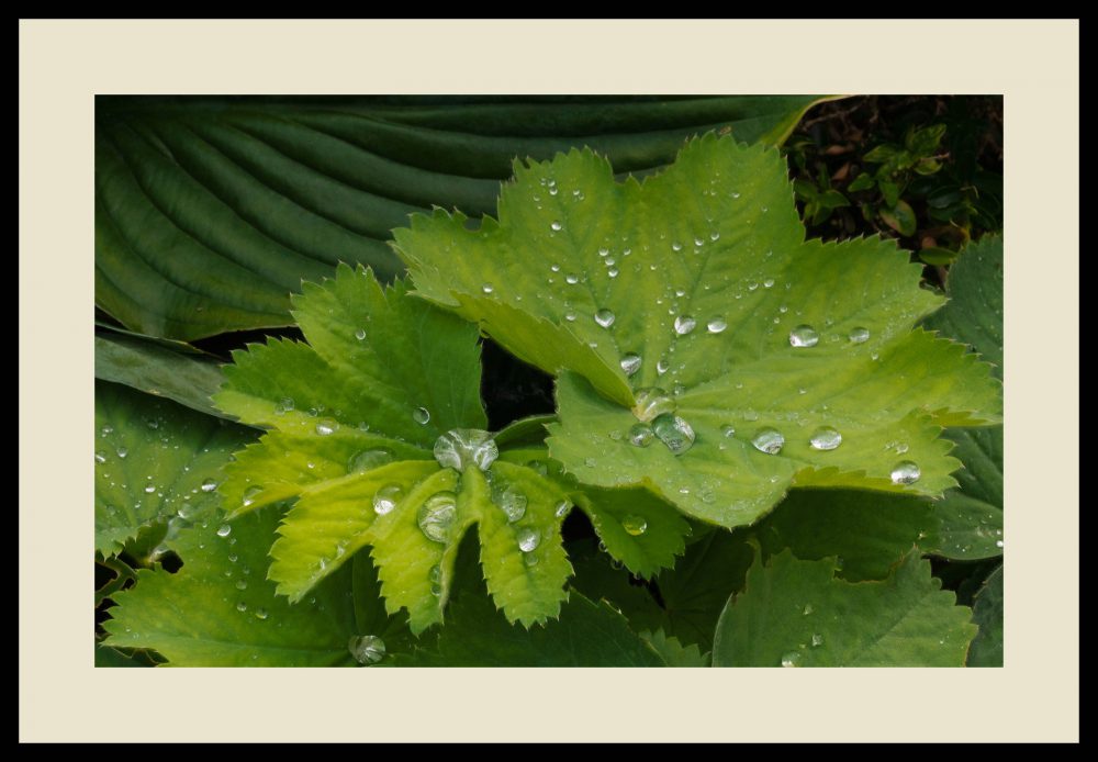 RAINDROPS